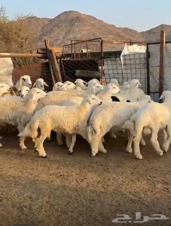طليان طيبه العدد (22) 0