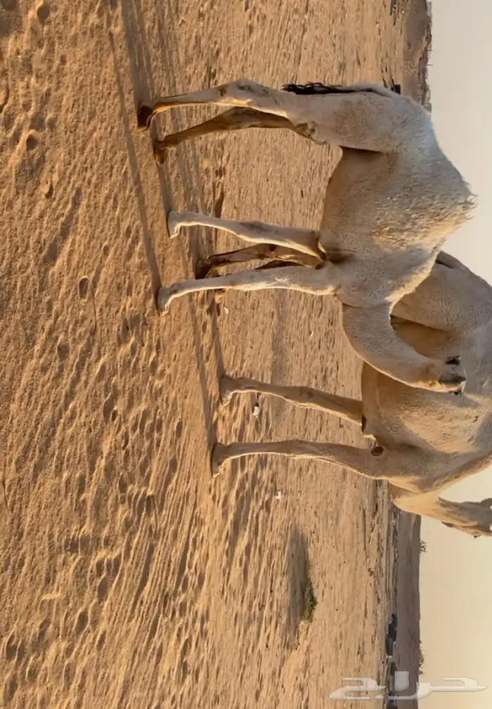 قعود مشروع فحل.على ولد الحاكم. جده الحاكم انتاج عندي القناي 2