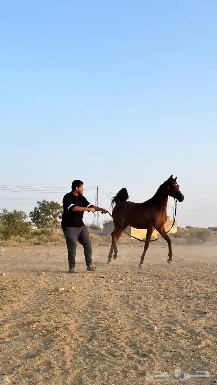 مهرة فاخرة للبيع 0