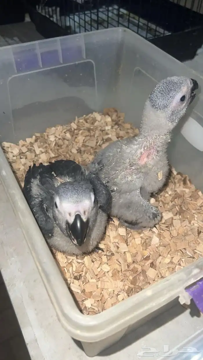 فروخ كاسكو سوبر محلي 0