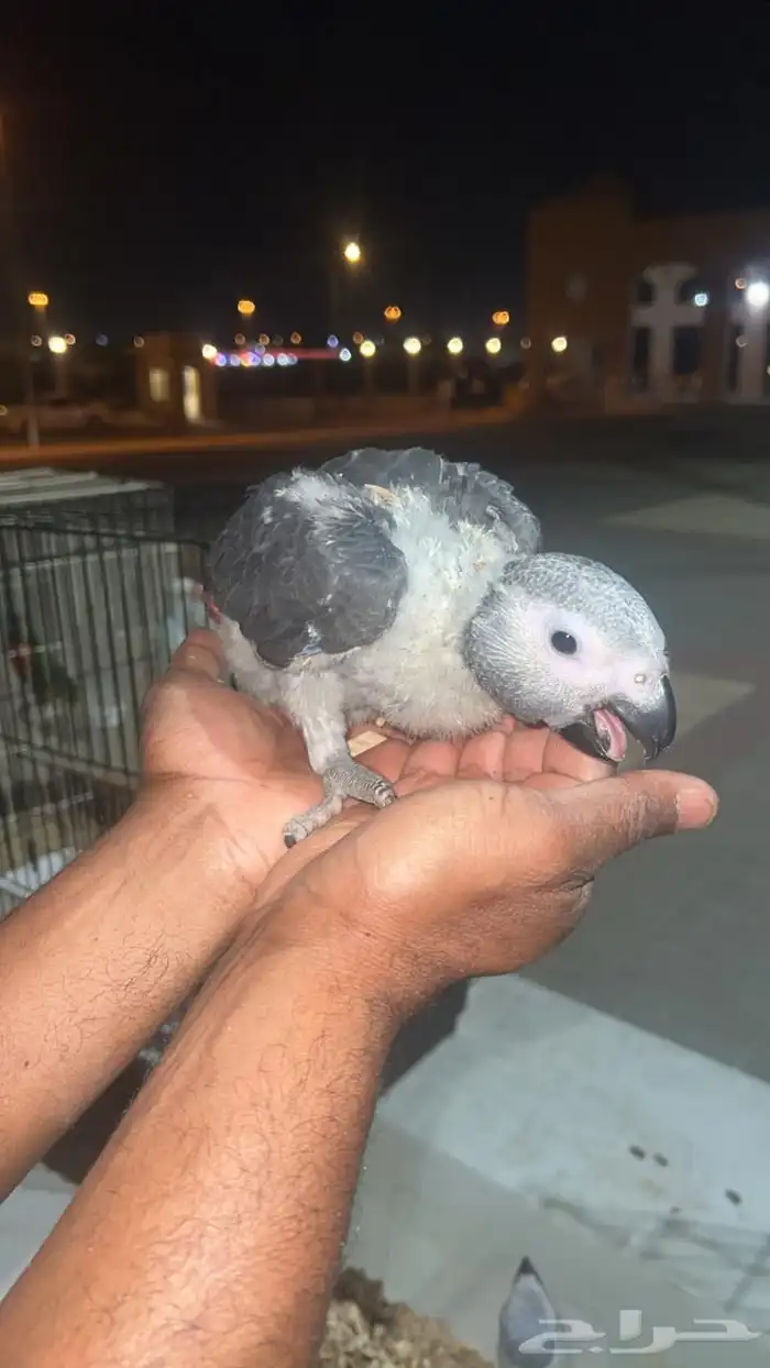 فروخ كاسكو سوبر محلي 3