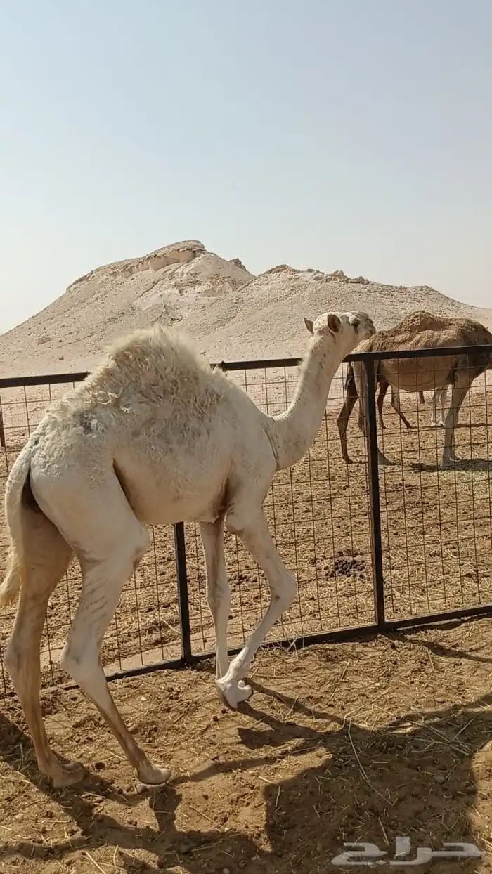 قعود لباني سمين 0