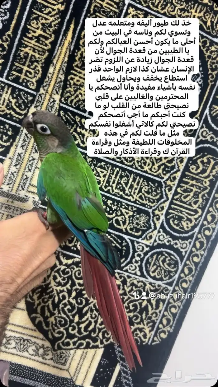 كنيور قرين شيك لطيف وكيوت وأليف ونشبه اللى يبغى الزين يلحق 0