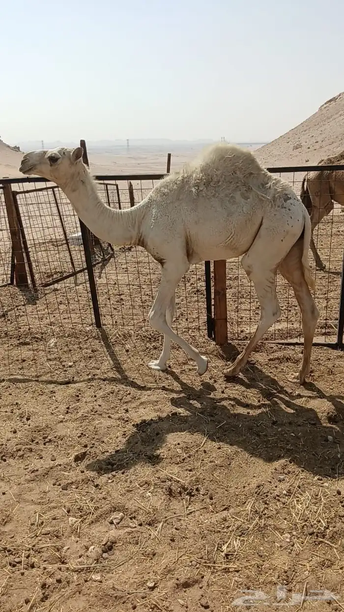 قعود لباني سمين 1