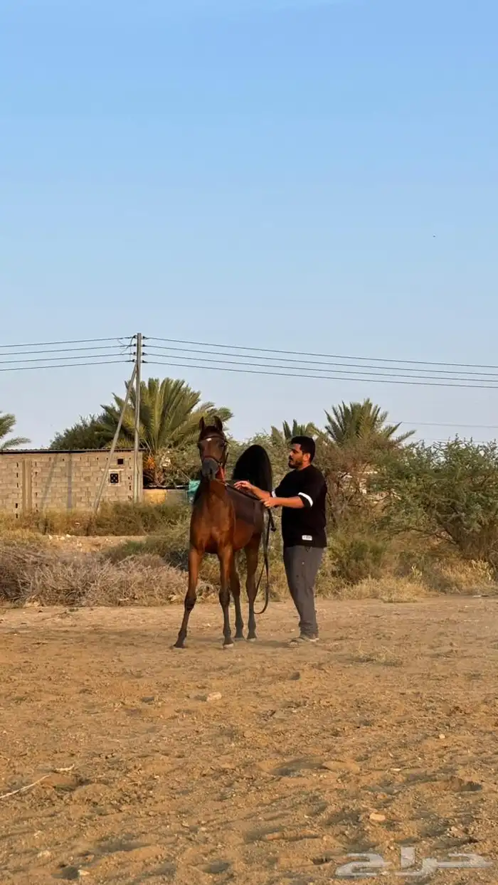 مهرة فاخرة للبيع 2