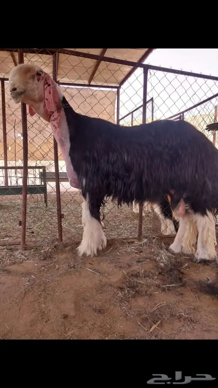 نجدي كفو 8
