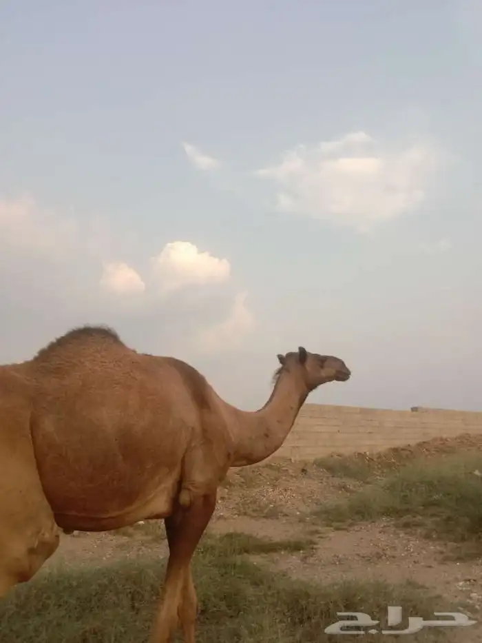 ناقتين متالي طياب 1