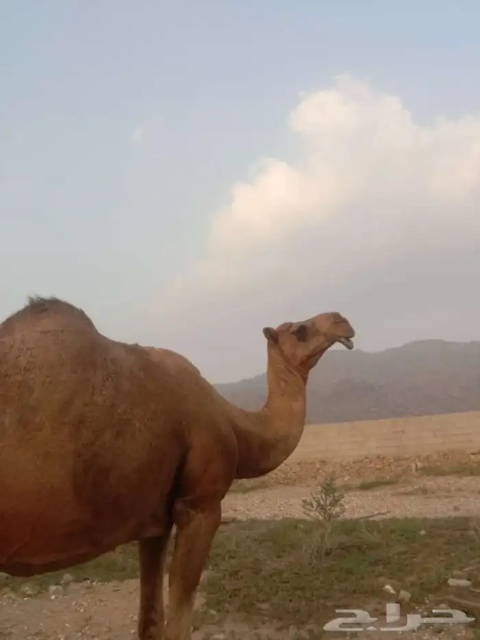 ناقتين متالي طياب 0