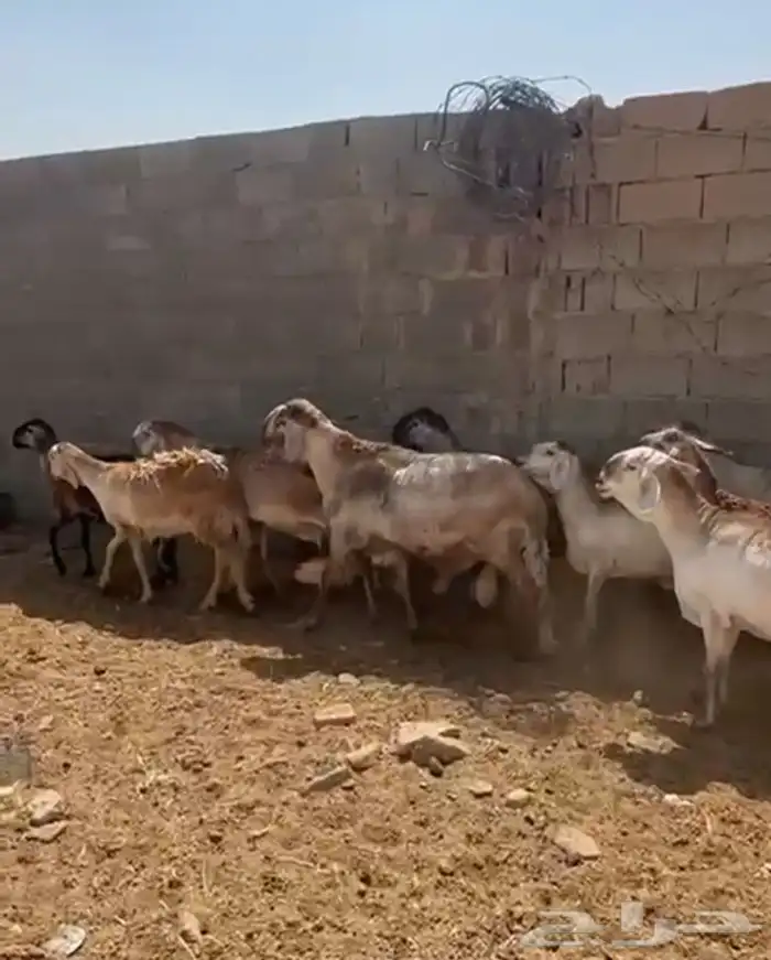 ضان سواكن درماني دفيع شرط 0