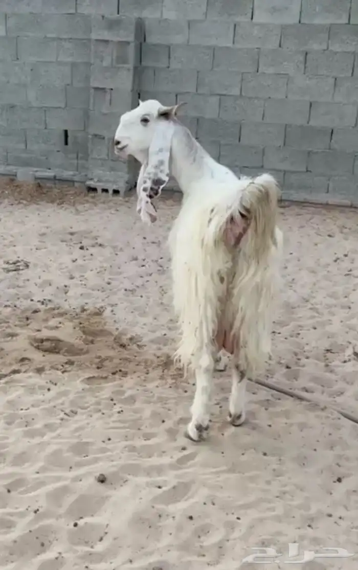 معزاء مطورات بيض 0