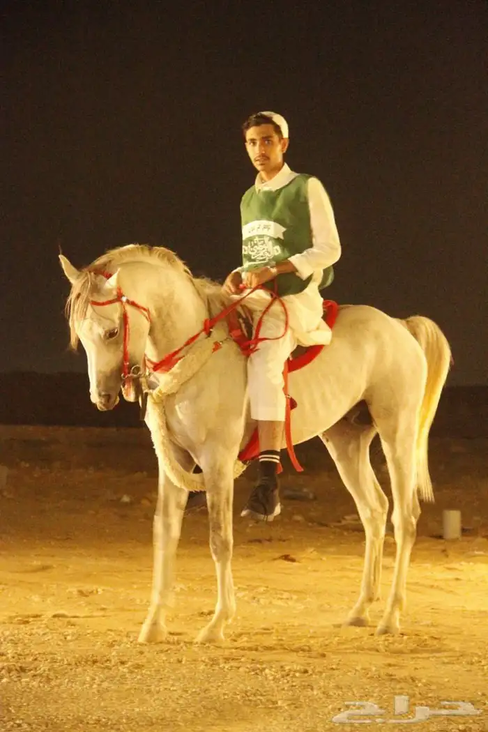 حصان شبعي للبيع هادي العمر 4الطول 6بلكات الون اصفر سليم 0