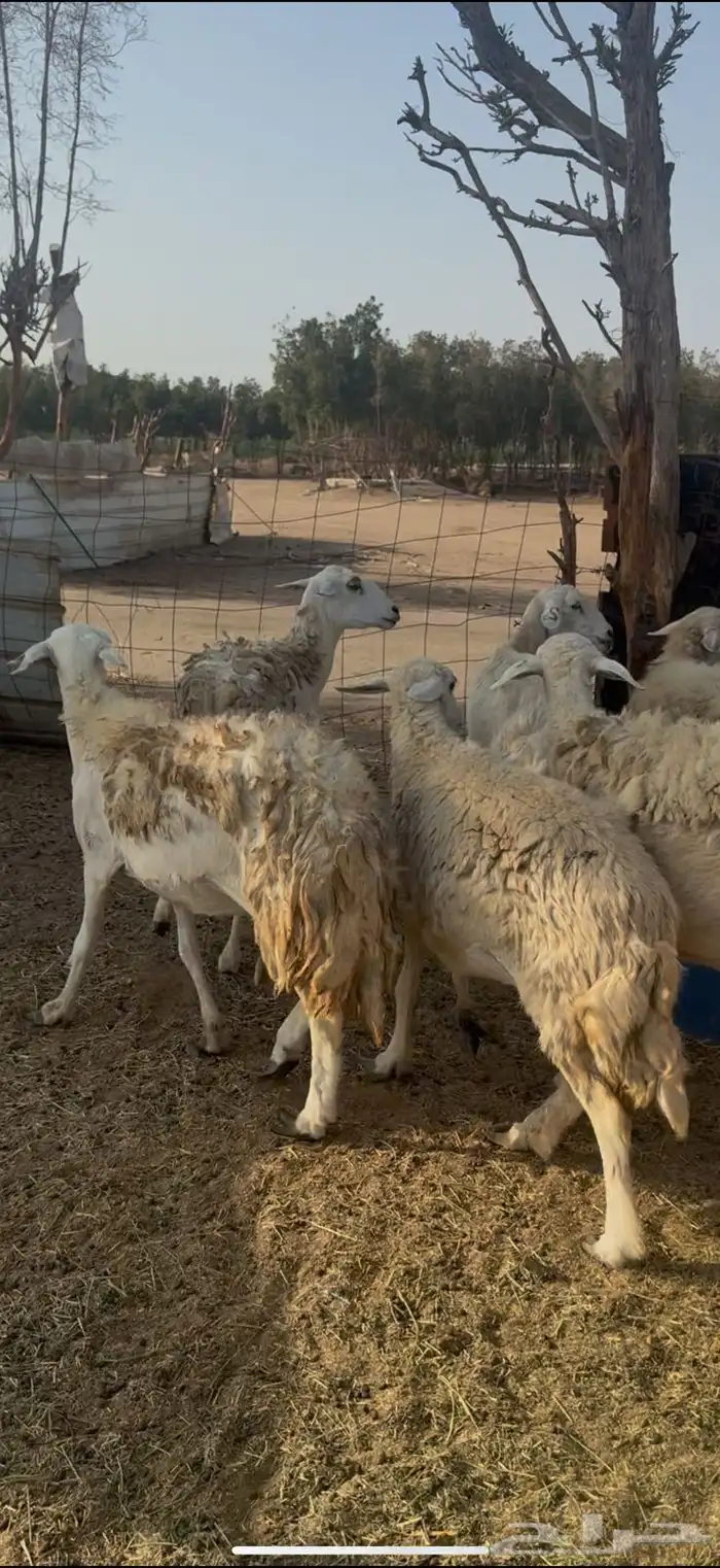 تم البيع 4
