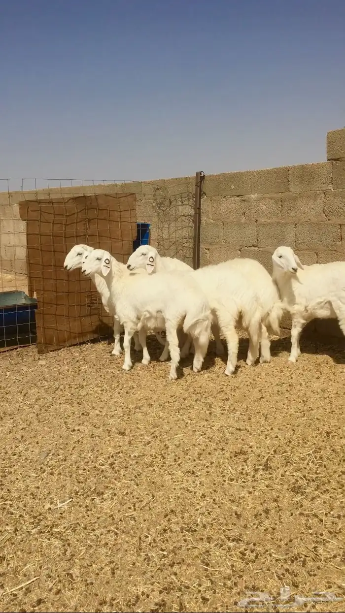 رخال حريات صنف طيبه 2