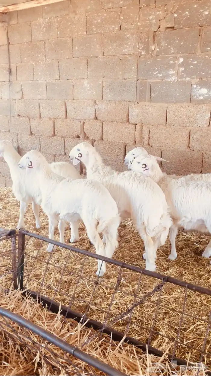 رخال حريات صنف طيبه 6