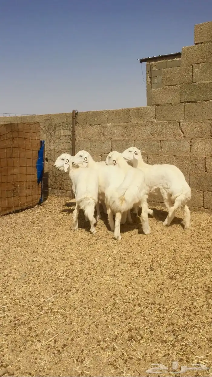 رخال حريات صنف طيبه 7