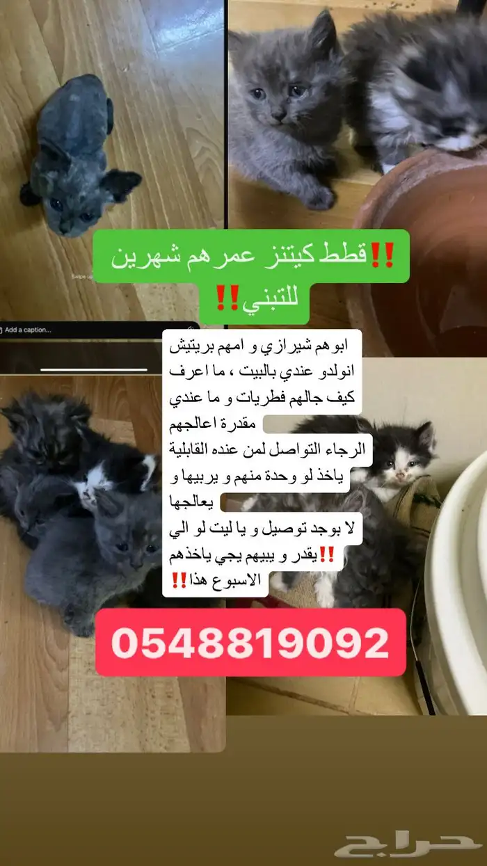 كيتنز قطط صغيرة شيرازي تحتاج للتبني باقرب وقت و العلااج 0