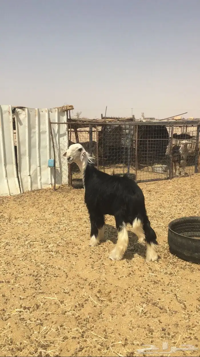 مشروع فحل نجدي صنف فاخر 0