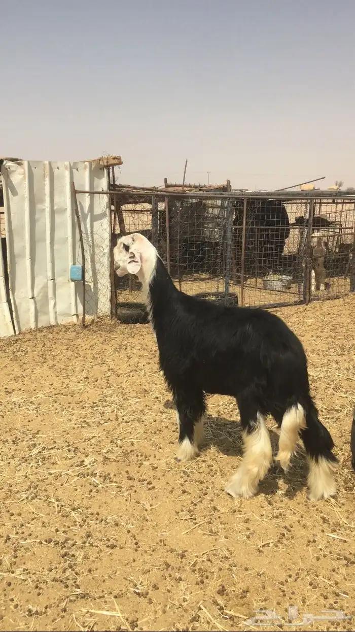 مشروع فحل نجدي صنف فاخر 7