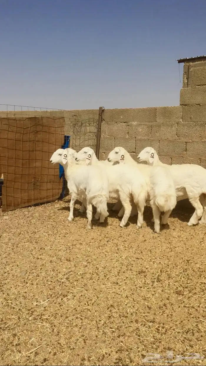رخال حريات صنف طيبه 0