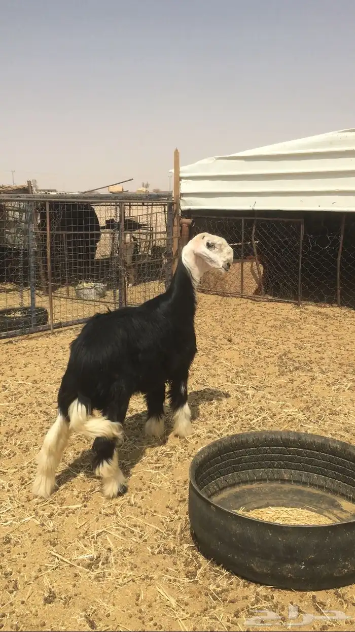 مشروع فحل نجدي صنف فاخر 6