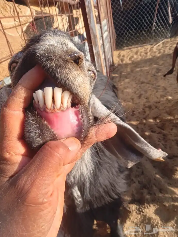 فحل عارضي اجم 4