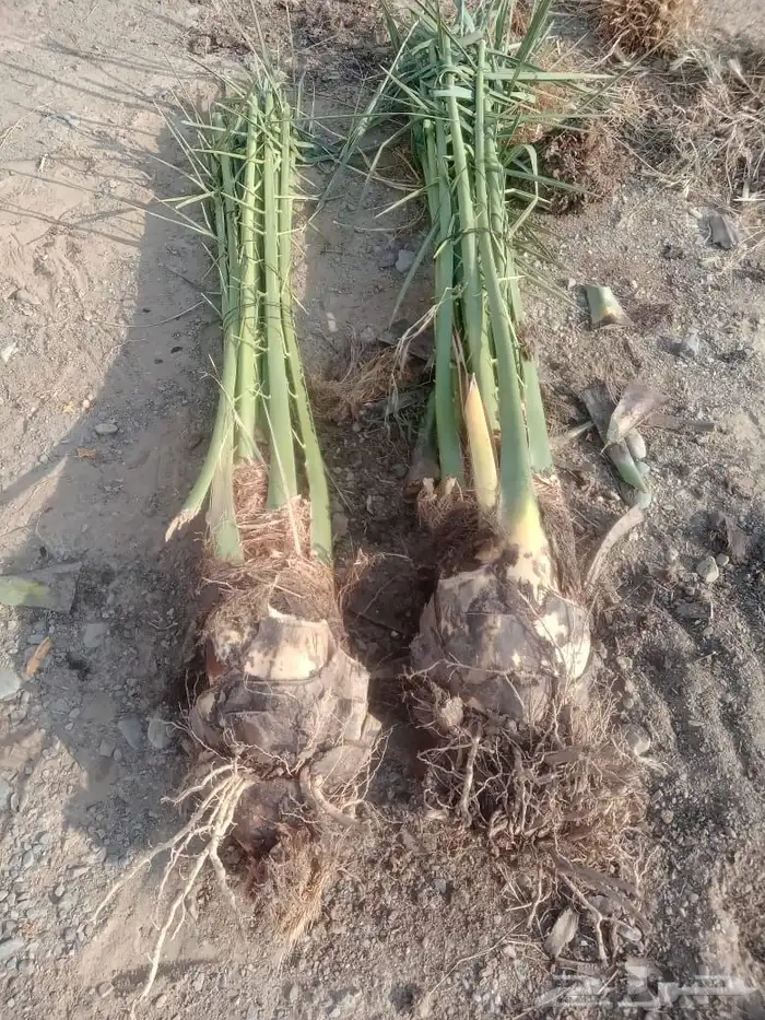 صني فسائل عجوه وعنبر 3