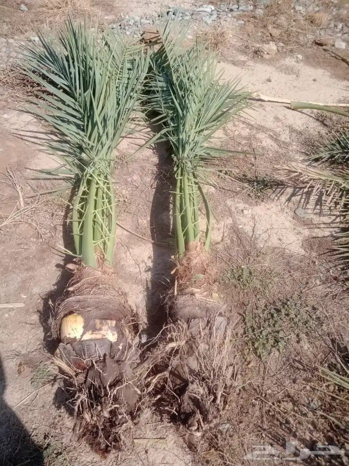 صني فسائل عجوه وعنبر 2