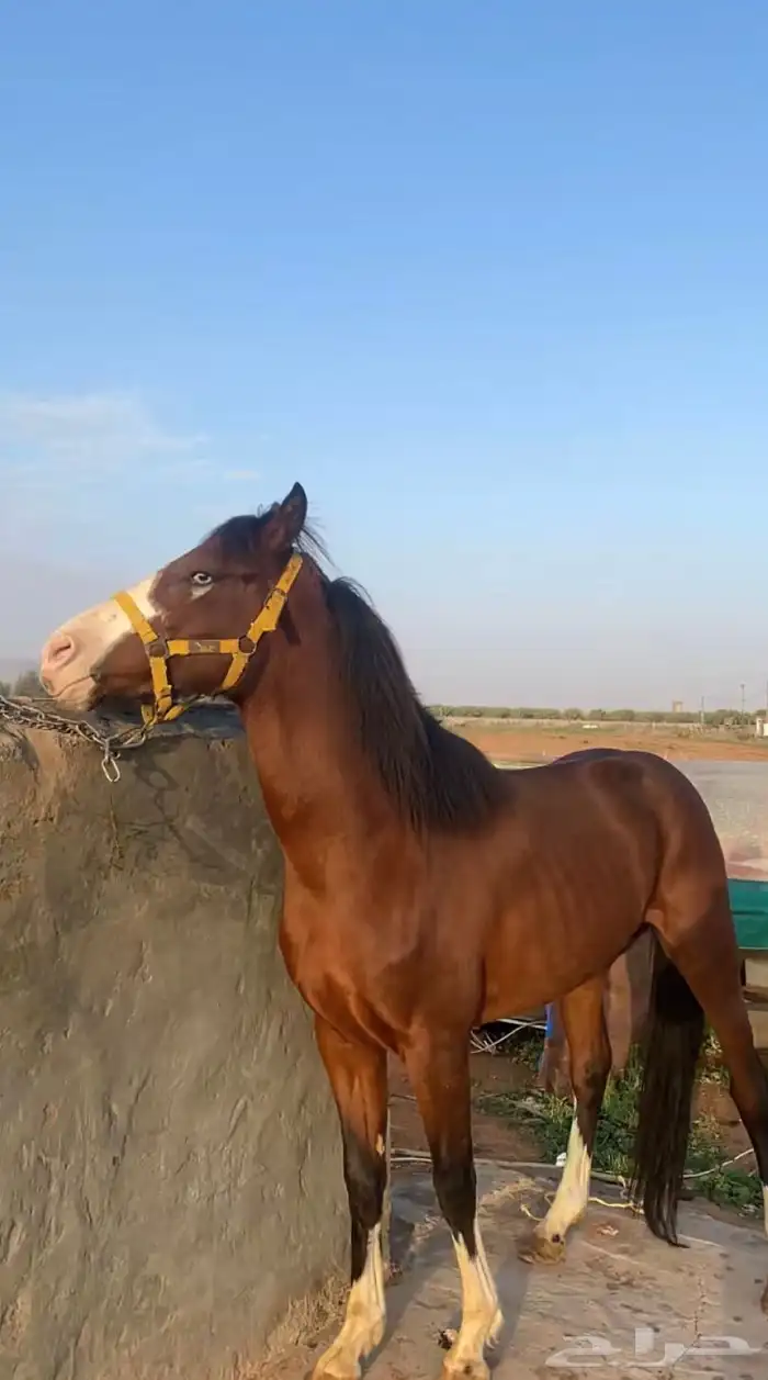 حصان شعبي تربيع وسبووق 3