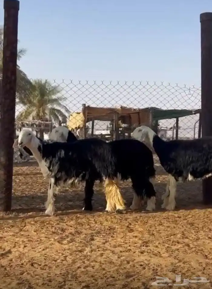 رخال نجد 0