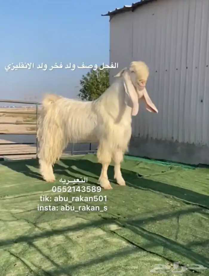 معزاء مطورات بيض 8