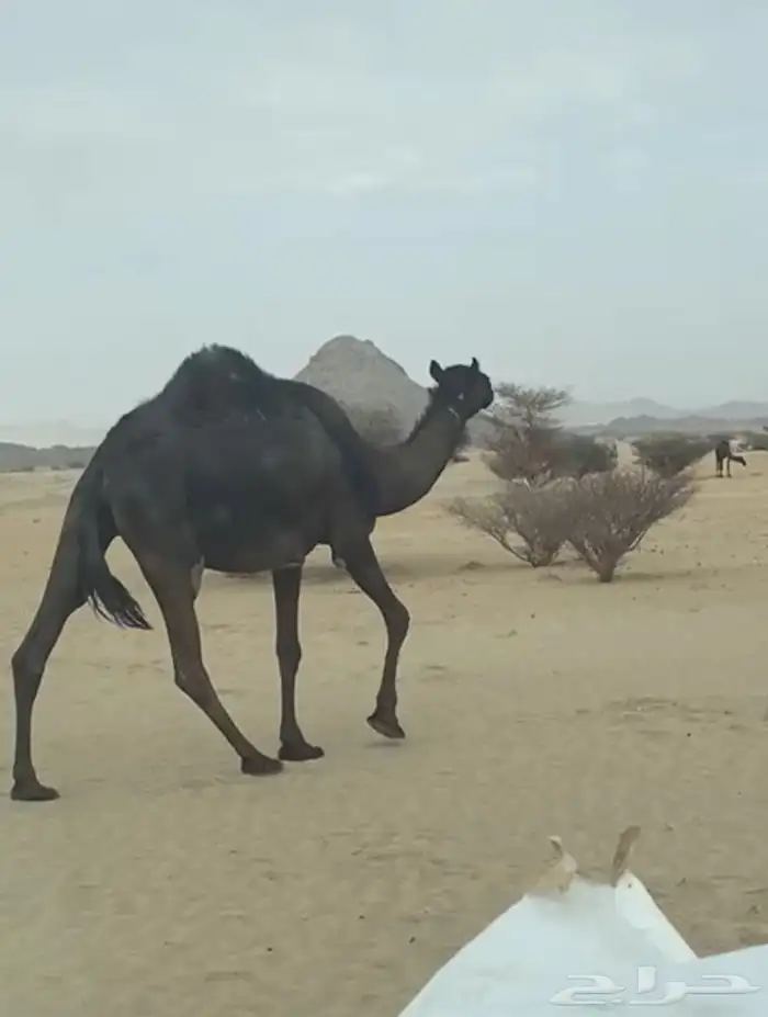 لقحه ببكرها مجهم طيبه 0