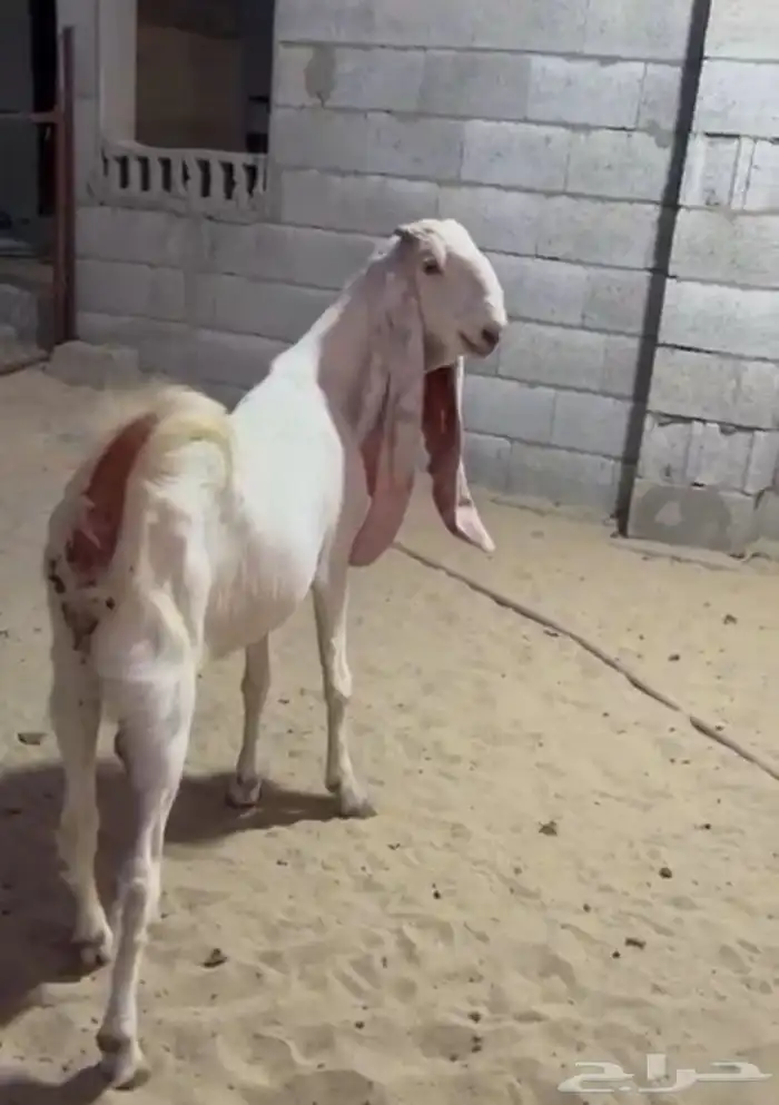 معزاء مطورات بيض 7