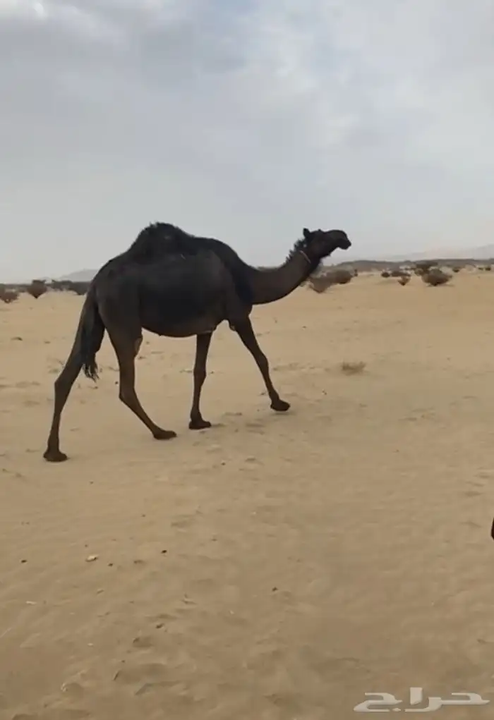 لقحه ببكرها مجهم طيبه 1