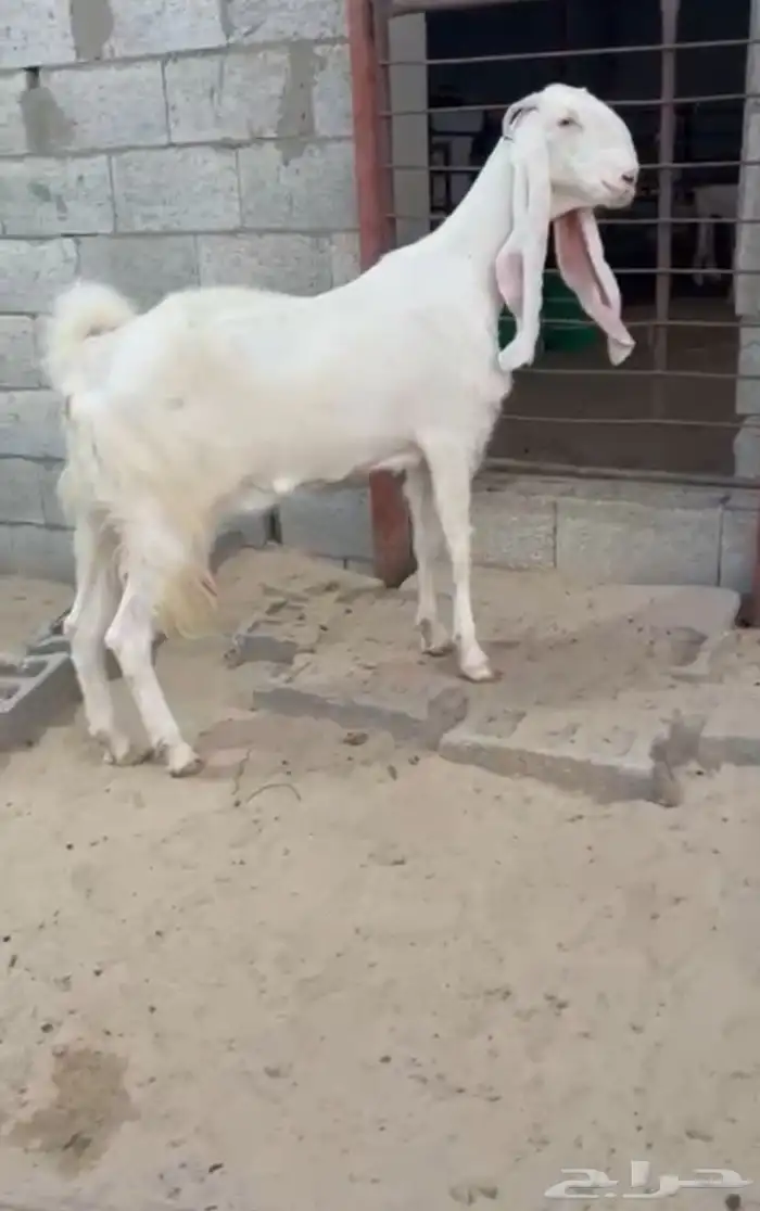 معزاء مطورات بيض 3