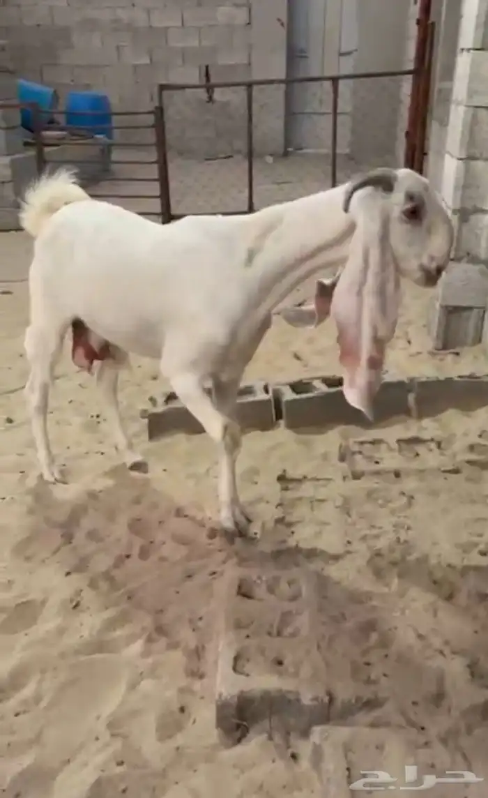 معزاء مطورات بيض 4