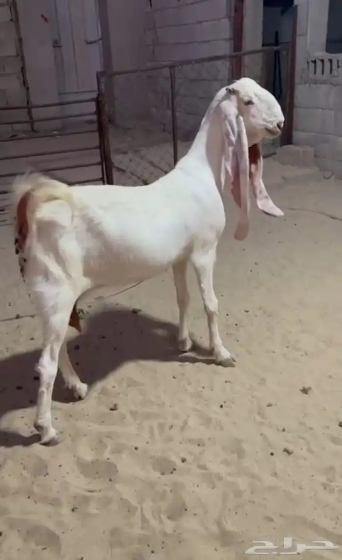 معزاء مطورات بيض 6