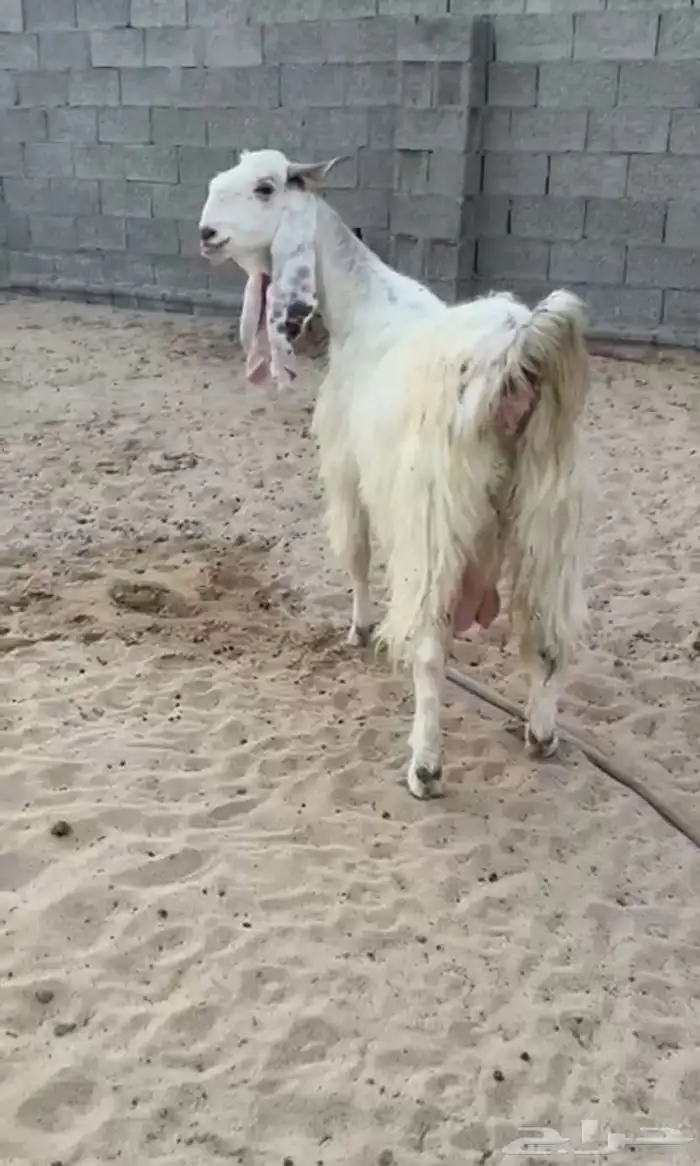 معزاء مطورات بيض 1
