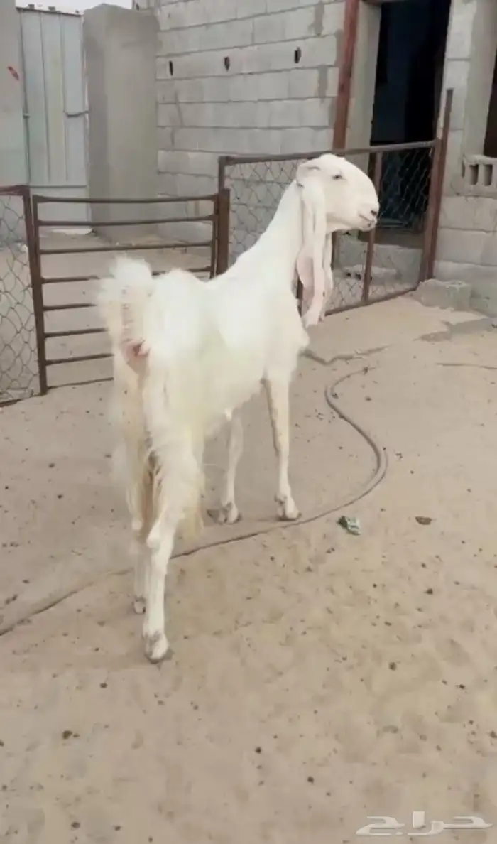 معزاء مطورات بيض 2