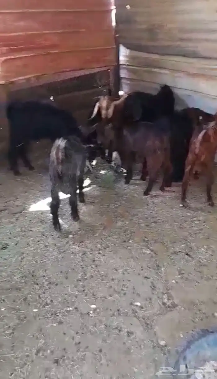 غنم جديان للبيع 1