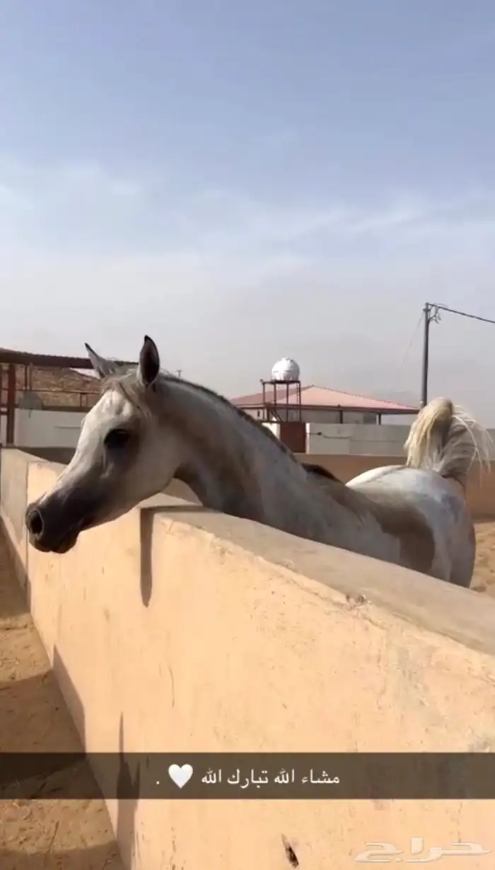 فرس لقاح 6 شهور تحتها مهره 0