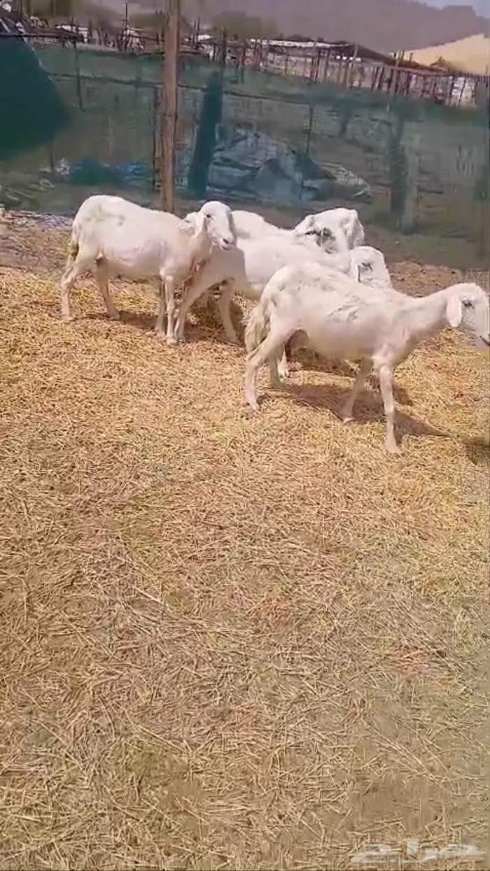 ضان حريه 1