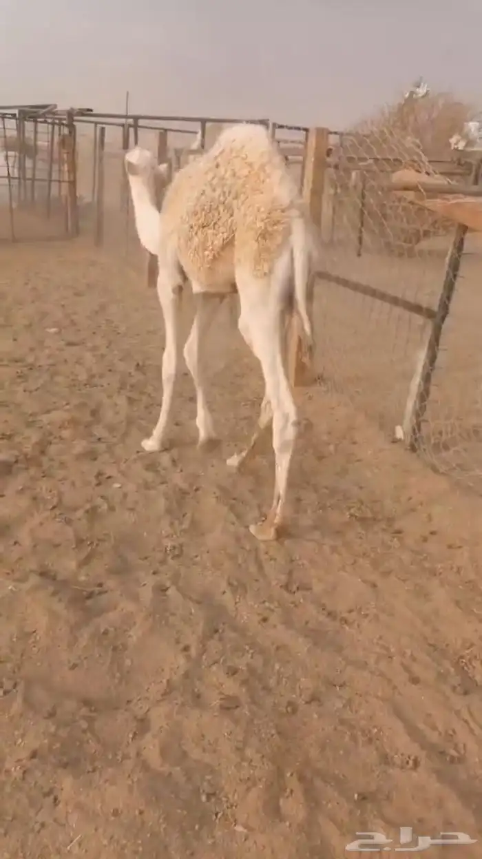 قعود للبيع صحته 100 100 ولد الحاكم 0