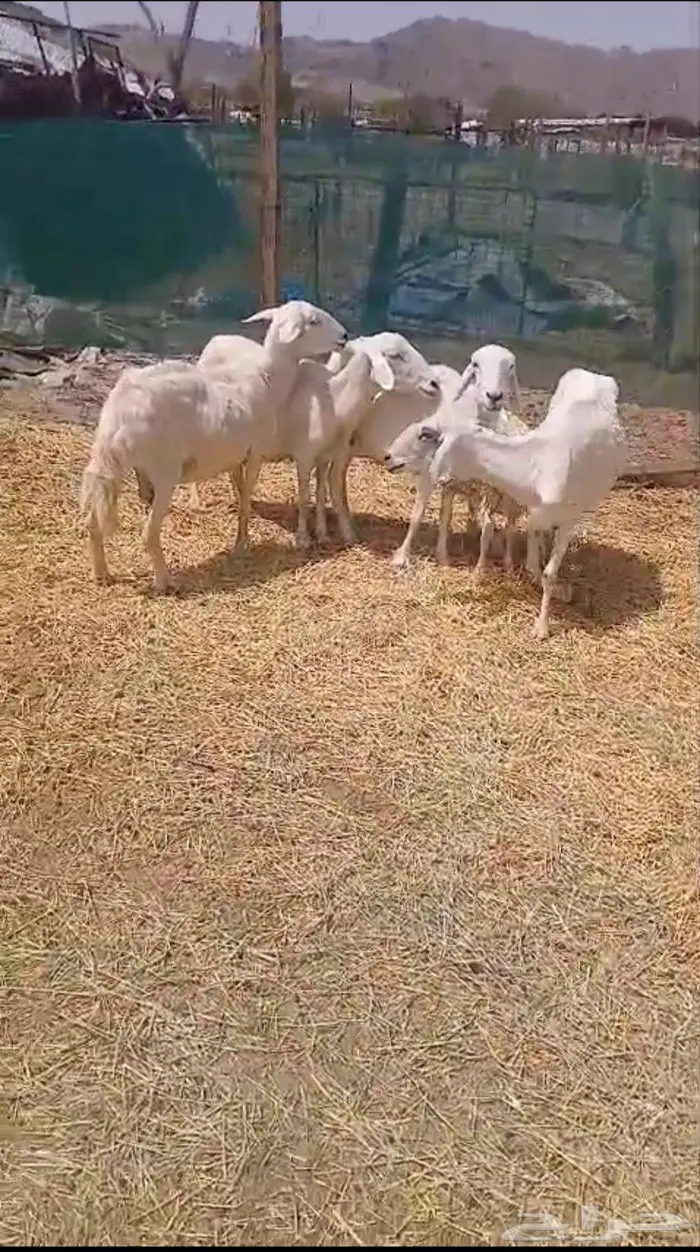 ضان حريه 2