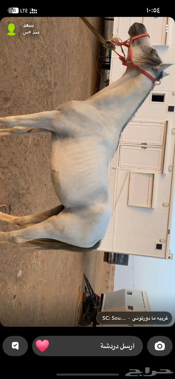 حصان اصفر شعبي للبيع 0