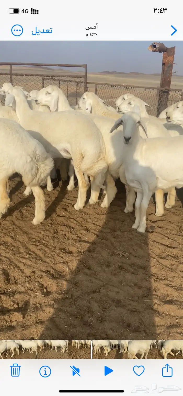 رخال صنف مقاني 3