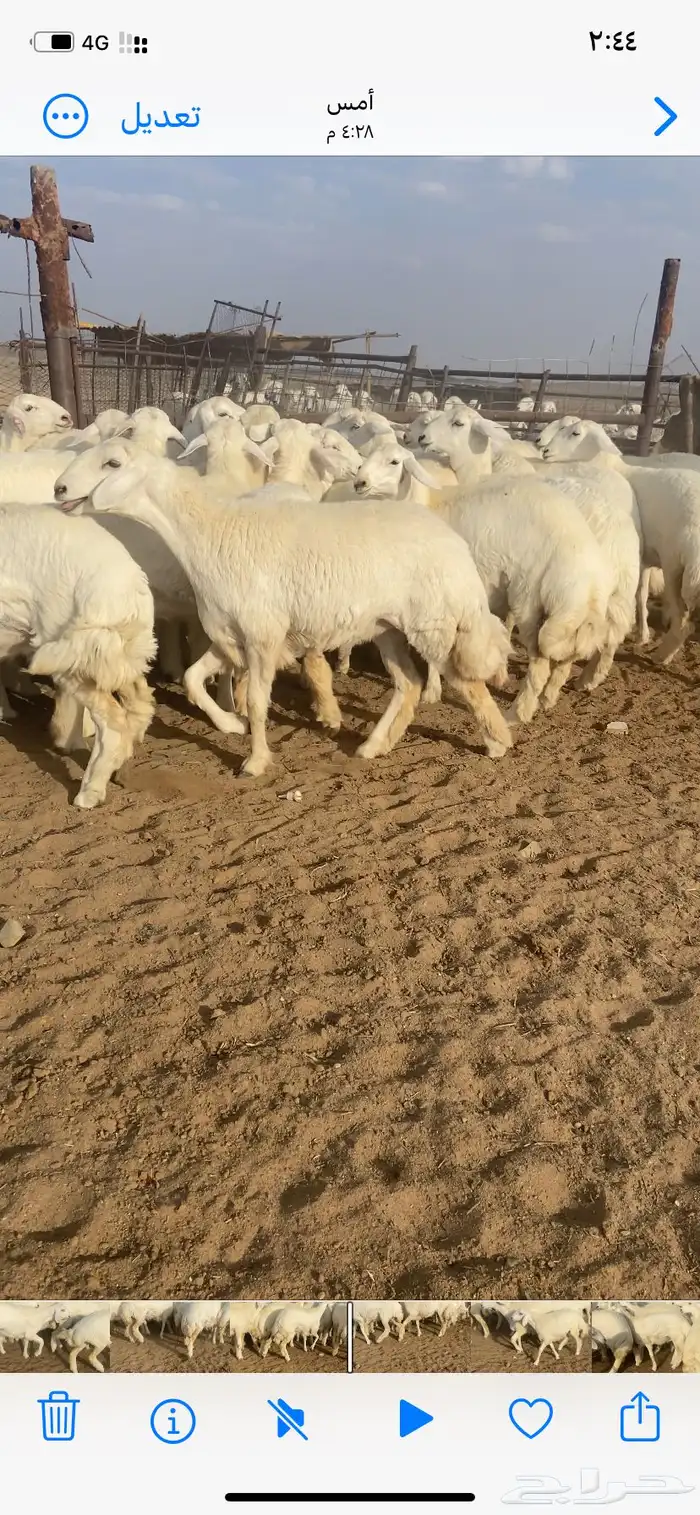 رخال صنف مقاني 5