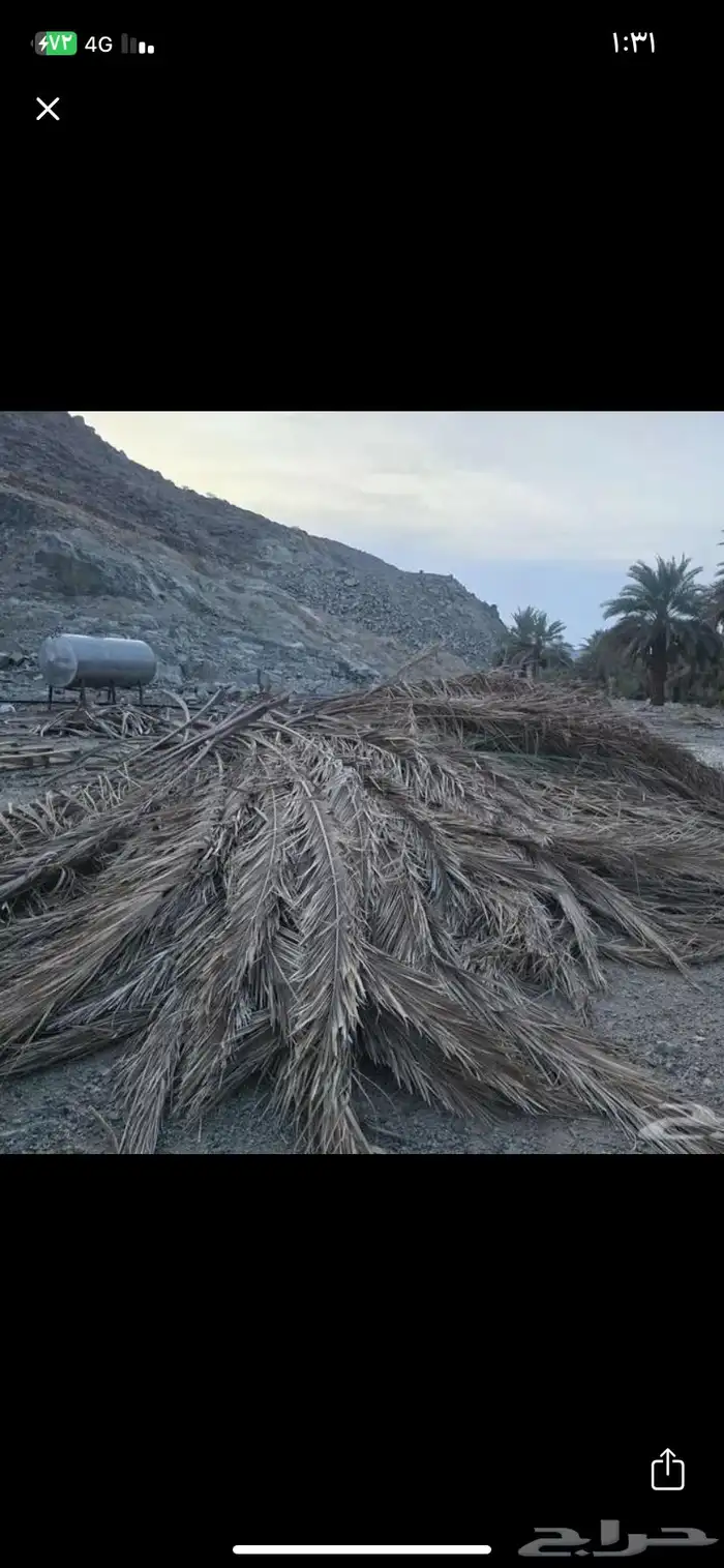 جريد سعف للبيع واصل الي ضواحي ينبع 2