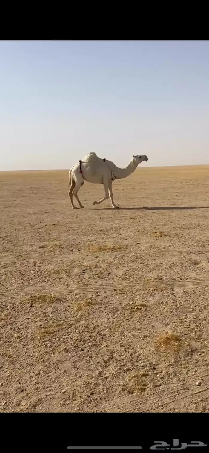 ضروبه 0