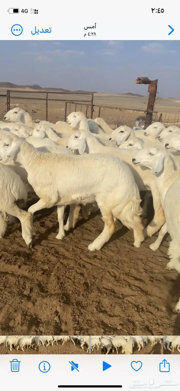 رخال صنف مقاني 7