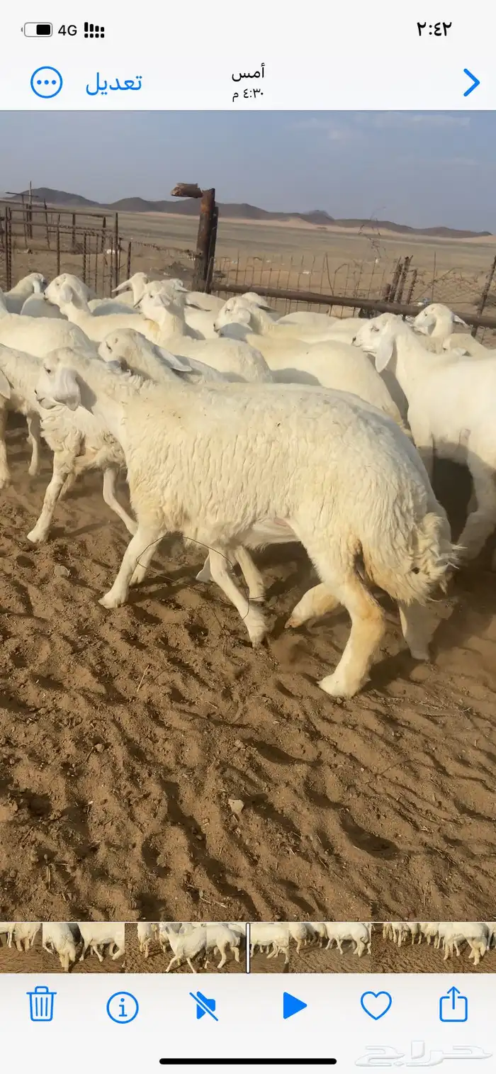 رخال صنف مقاني 4